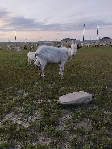 cins heyvanlar: Tecili.her cür keci var komda satilir — 1