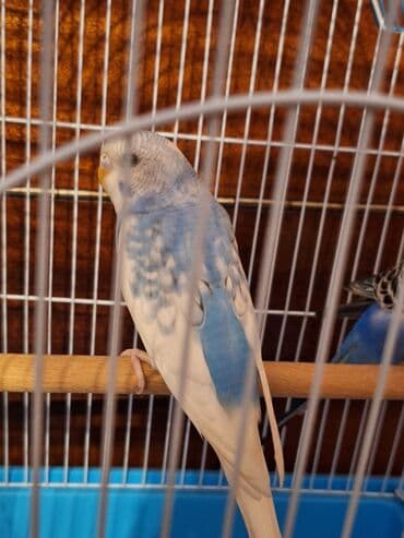 xaski bala: Salam aleykum.Yemə təzəcə düşüb,insana meyilli quşdur sadəcə məşğul — 3