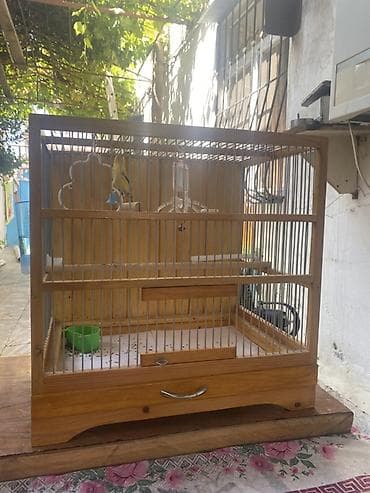 kuban ordəyi: Salam Bülbül erkəydi 1 yaşı var oxuyur — 3