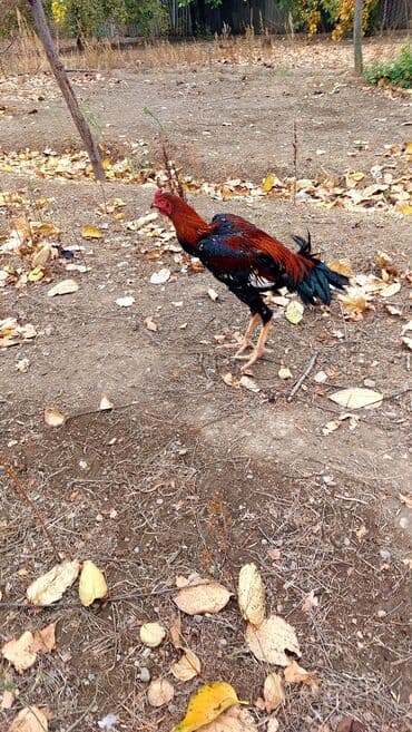 Atlar: Heyrati bece satilir hundur axir cekili bece olacaq isdeyen elaqa — 3