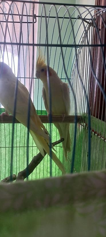 taxta yeşik: Salam Erkek Satilir Tam cute hazir Yas yarimliq.Disi uctu deye tek — 10