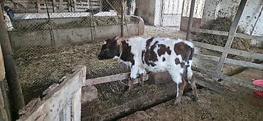 angus dana: Dana, buzov, Dişi, Simental, ay: 1, 80 kq, Ünvandan götürmə — 4