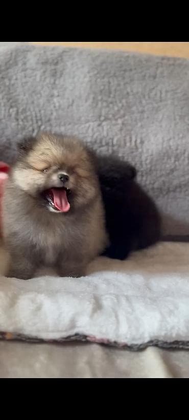 itlerde gene: Şpitz, Erkek — 2