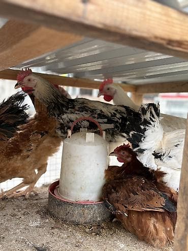 lal ördək sumqayıt: Xoruz, il: 1, Ünvandan götürmə, Pulsuz çatdırılma, Ödənişli çatdırılma — 5
