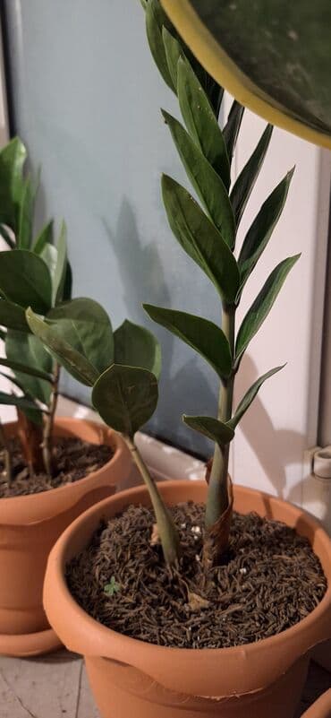 şaxtagülü qiyməti: Zamioculcas (dollar gülü).Qiymet 10 manat — 3