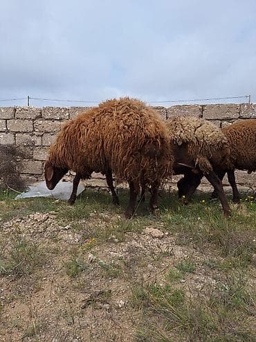 qoyun qiymətləri: Qala qoçu satılır. 1yaş 11 aylıqdır. Tam sağlamdır. Qoyun sürməyi — 5