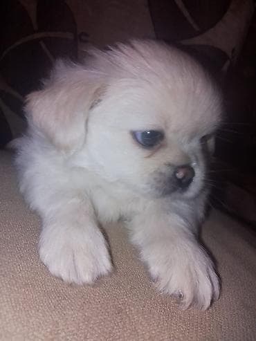 inek bala: Pekines, 1 ay, Dişi, Peyvəndli — 5