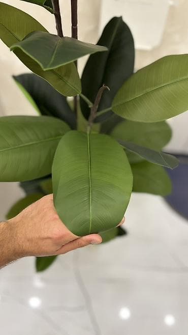 süni yarpaq: Dekorativ böyük ev bitkisi – kauçuk ağacı (Ficus elastica) görünüşlü — 2