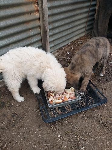 it qiz seksi: 3aylığ sağlam həyət itləri ağ di.idir qaraqəhvəyi erkəydi,ikisi bir — 2