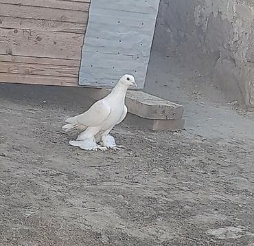 goyərcin yuvalari: Leleyli tutulmadi orta goy quyrugdu war kimidi oynagdi unvan suraxani — 1