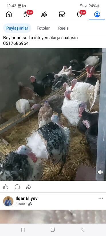 imişli cucə yemi: Məhsul: Hind quşları (Biq 6 və “Beyləqan” sortları) Təsvir: - — 3