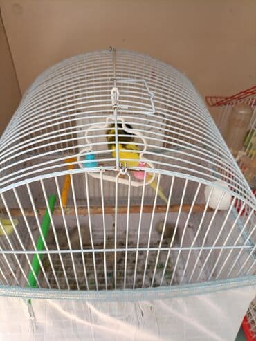 купить клетку для морской свинки: Dalmatin (nimfa/budaq) xoruz-quş qəfəsləri və aksesuarları dəsti — 2