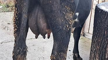 Собаки: Самка, Simental, лет: 4, 650 кг — 1