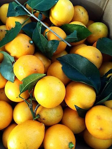 Super limon gəlib 🍋 Lənkəran 📦 Qutuda minimum 140 ədəd olur. Birinci lalafo.az -da Super limon gəlib 🍋 Lənkəran 📦 Qutuda minimum 140 ədəd olur. Birinci