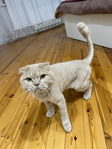 Şotland yastı qulaq, Erkək