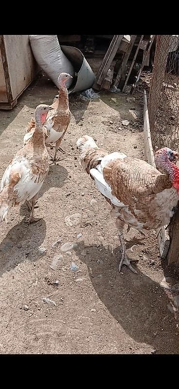 hinduşka cücəsi: Dişi, Ətlik — 2