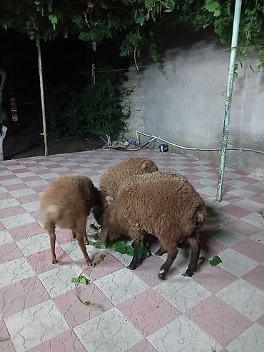 rotwe: 4 baş erkey quzu qiymət 4nə aitdi.Saxlamalı heyvanlardı — 1