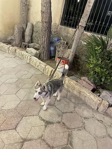 ucuz pisik: Xaski, 5 ay, Erkek — 4