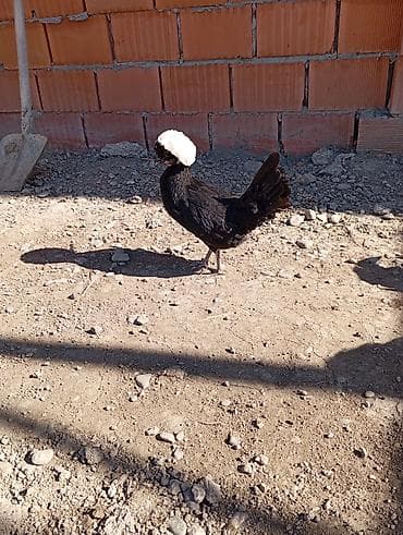 qaşqaldaq quşu: Salam rahibe toyugu cut halda satilir tam saglam heyvanlar hele — 5