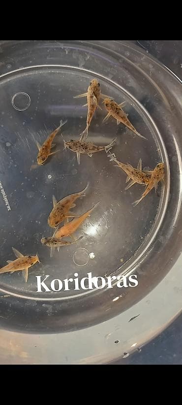 balix: Koridoras 
4 sm. 5 sm. 3 azn 
WhatsApp Yazın! — 1