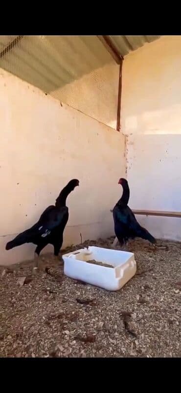 Ördəklər: Malay döyüş toyuqları – uzunboy, güclü bədən quruluşu və dik duruşlu — 8