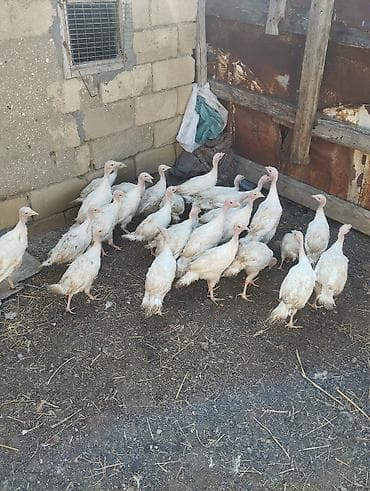 Hinduşkalar: Unvan gilezi. 27 eded hamsi bir yerde satilir real alici zeng etsin ve — 3