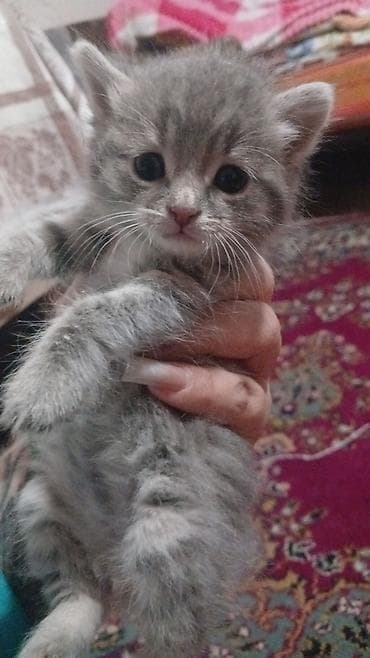 pişik şinşilla: Tabbi, Yaxşı əllərə — 2