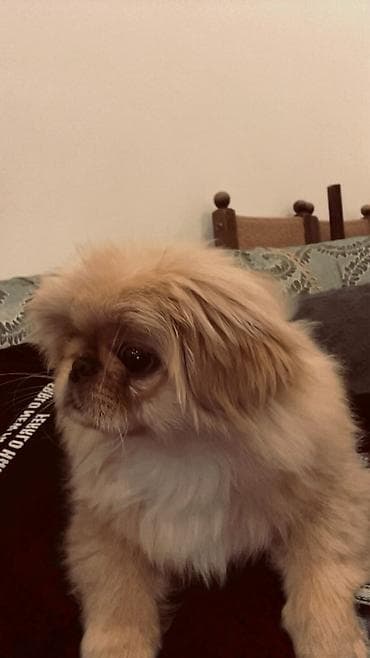 Pekines, 5 ay, Erkek, Peyvəndli, Ünvandan götürmə
