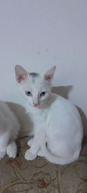 возьму котенка в добрые руки: Yaxşı əllərə — 2