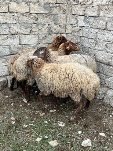 ZİL: Salam kök ətdiy kəskiliy qoyunlar super kökdülər — 1