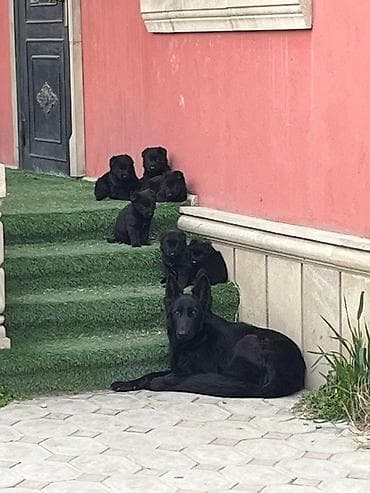 alman afçarkası: Alman çoban iti, 2 ay, Erkek, Sənədli, Pulsuz çatdırılma, Ödənişli çatdırılma — 3