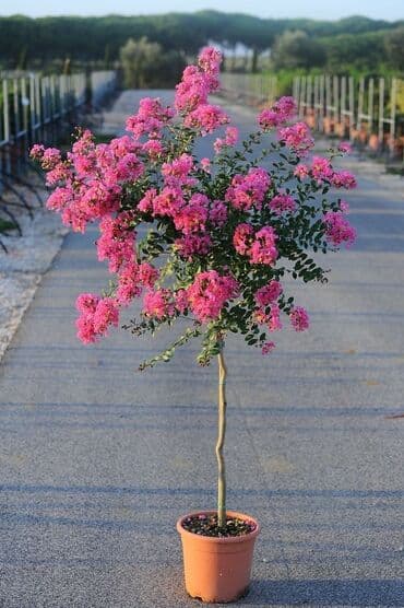 bonsai ağacı haqqında məlumat: Hər növ dekorativ ağac və güllərin satışı 🔵Sifarişlərini çatdırılması — 3