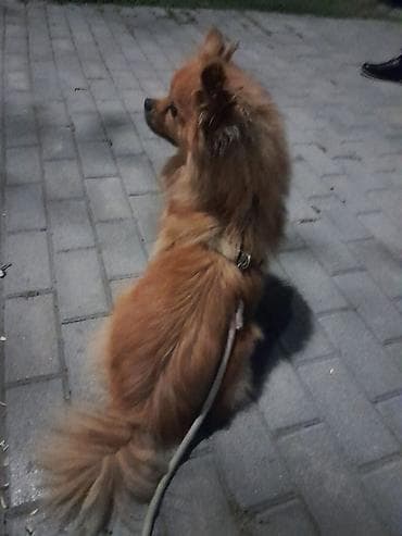 Şpitz, 2 il, Erkek, Ödənişli çatdırılma