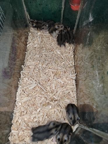 heyvan evi: Cırtdan cunqarikler – aktiv və mehriban ev heyvanları 24 günlük — 10