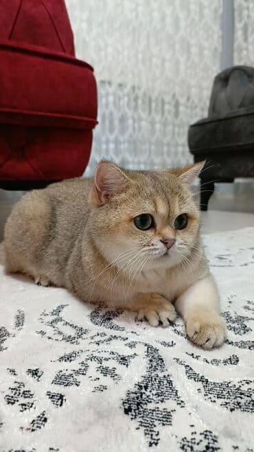 1 azn pişik: Şotland, Erkək, Dişi, Yaxşı əllərə, Pulsuz çatdırılma, Ödənişli çatdırılma — 16