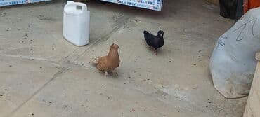 той пудель цена в баку: Sari qara cutdu.sarinin ata anasi 6 saat ucur .cutu 45manata.pavlin 10 — 6