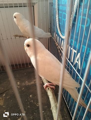 qu qusu: Te tek 12m 3 aylig quşlardi her bir şey yeyiler tam saglam deyişmek — 6