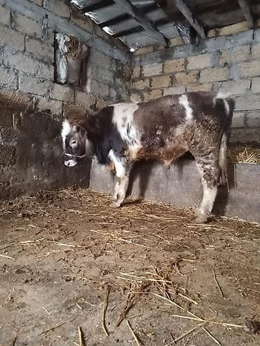 dana 2024: Dugedi 1 yaş üvan celilabdı riyalı alcıyla zengin vursun 1280 deylir — 3