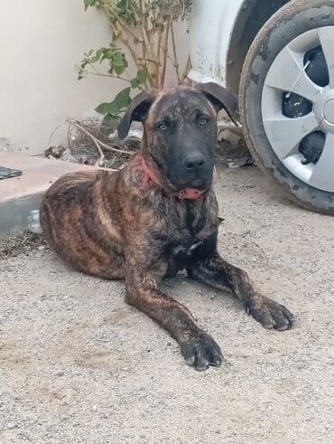 it alqı satqısı: 6 ay, Erkek — 2