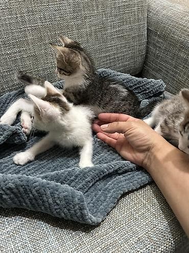 ucuz pisik satisi: Balaca pişik balası – ağ rəng üstünlüklü, baş və kürək hissəsində — 8