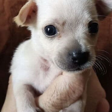 кане корсо купить: Чихуахуа — 2