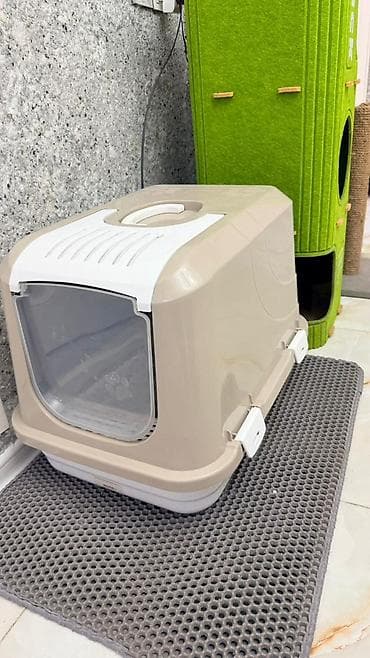 pişik qiymətləri: Britan, Erkək — 4