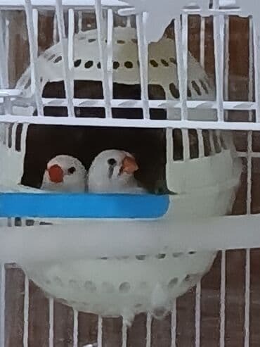 yem satisi: Bulbulu amadin satiram. cutdu yumurtalamaga hazirlawirlar yuva — 1