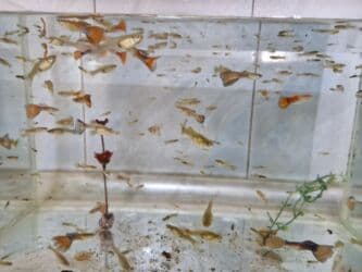 bit əleyhinə: Quppi, Sülhsevər, Ünvandan götürmə — 6