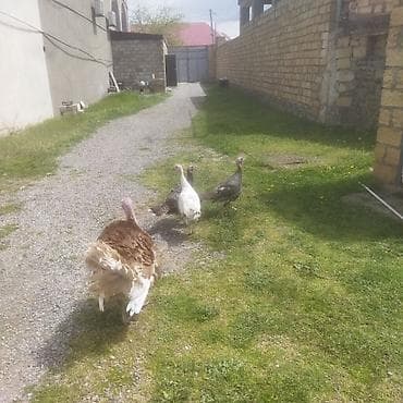 hinduşka balalari: Erkək, Damazlıq — 6