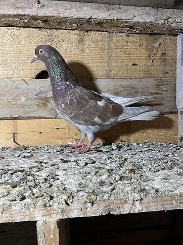 tutuquşu show jumbo: Morlar ikiside çıplaq mayalardi.Qiymet ikisine aiddi tek tek biri 10m — 1