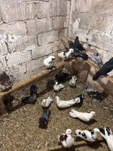 anqut quşu: Məhsul: müxtəlif rəng və naxışlarda ev göyərçinləri Hamisi tutulmadi — 3