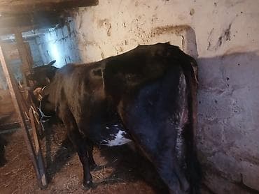 Kök cavan malar qara yernli olda sütlük — 2