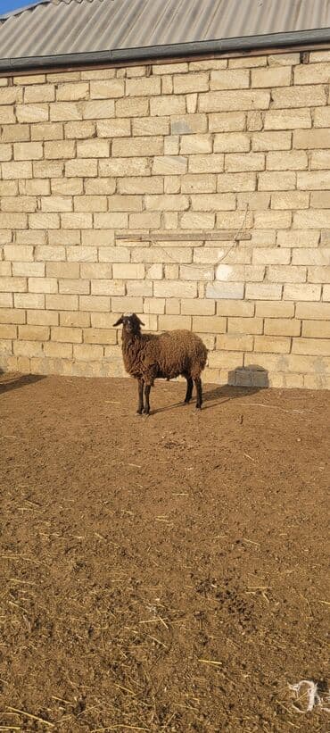 şotland pişiyi haqqında: - Rəng: tünd qəhvəyi bədən, alnında ağ ləkə - Quzuluq/istehsal: ət və — 5