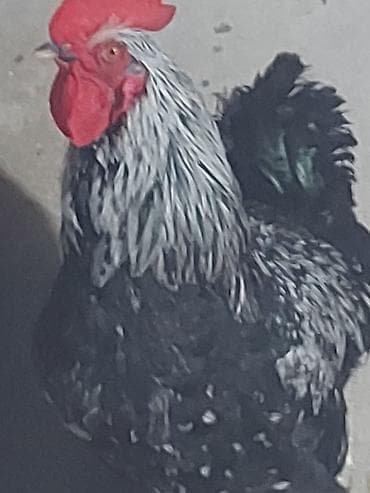 Yemlər: Cücərti üçün damazlıq xoruz - Növ: kənd təsərrüfatı toyuğu, xoruz - — 1